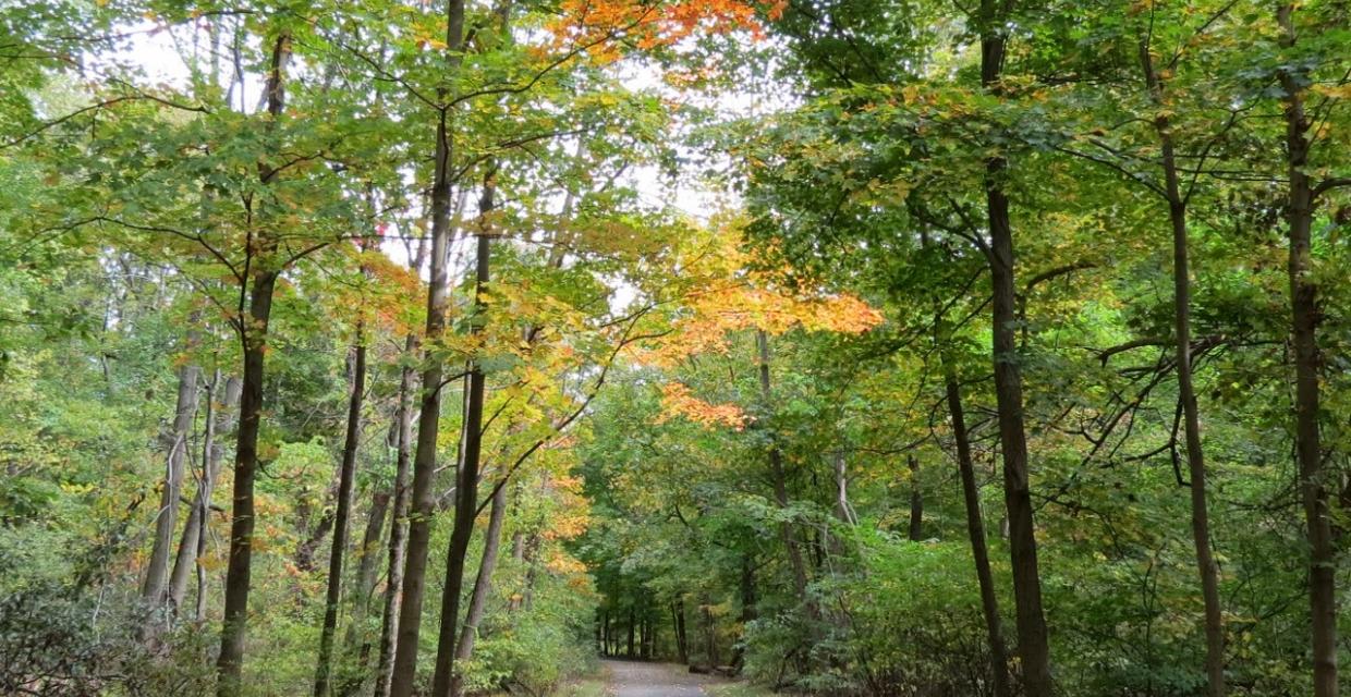 Autumn along the Long Path - Photo credit: Daniela Wagstaff